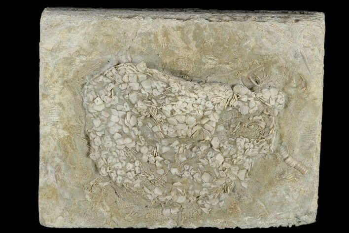 Echinoid (Lepidesthes) Fossil - Alabama #114397